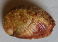/products/haliotis-scalaris-leach-1814/
